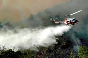 Forest Fire